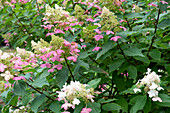 Rispen-Hortensie (Hydrangea paniculata) 'Mid Late Summer'