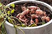 Süßkartoffel-Ernte auf der Terrasse