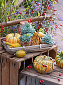 Sweet Dumpling' pumpkins and ornamental pumpkins with echeveria and rose hips as autumn decoration