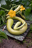 Schlangenkürbis 'Trombetta di Albenga' mit Blüten und Früchten im Garten