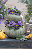 Speisekürbisse 'Ungarischer Blauer' mit Kränzen aus Herbstastern, Mannstreu, Thymian und Salbeiblättern