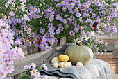 Kürbisse vor Herbstaster 'Blütenmeer' mit Tagpfauenauge auf Decke
