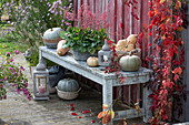 Speisekürbisse mit Laterne und blühendem Purpurglöckchen auf Holzbank