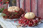 Mini muscat pumpkins 'Butterkin' in wreaths of rose hips and wild vine tendrils on wooden discs