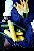 Freshly harvested courgettes and courgette flowers in an apron