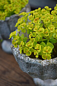 Flowering spurge in a pot