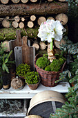 Weiße Amaryllis mit Moos im Korb, Fichtenzweige und Holzbrettchen