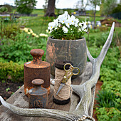 Arrangement of potted violas, old weights, spool of thread and antlers