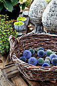 Globe thistle flowers in basket