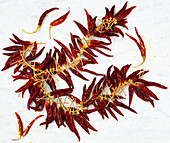 Chain of dried chili peppers