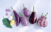 Different kinds of eggplants
