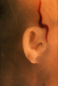 Right Ear of Fetus, 24 Weeks