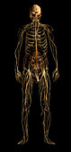 Nervous System, Male Figure