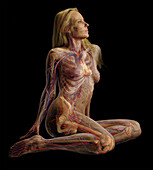 Female Body Showing Circulatory System