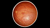Coronal Section of Eye, Healthy