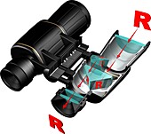 Prism binoculars