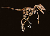 Dromaeosaurid Raptor