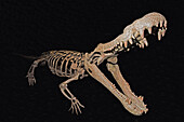 Deinosuchus rugosus