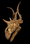 Diabloceratops Skull