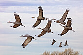 Sandhill Cranes in Flight during Migration