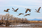 Sandhill Cranes in Flight during Migration