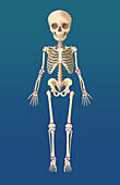 Child's Skeleton Growth Plates, Illustration