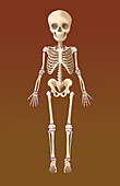 Child's Skeleton, Growth Plates, Illustration