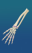 Hand and Wrist Growth Plates, Illustration