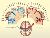 Cortical Homunculus Illustration