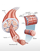 Muscle Cell, Illustration