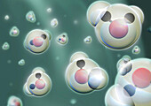 Water Molecules, Illustration