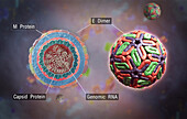 Dengue Virus in 3D Showing Structure