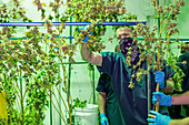 Harvesting cannabis, Michigan, USA