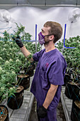 Cannabis farm, Michigan, USA
