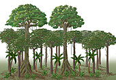 Illustration showing rainforest layers