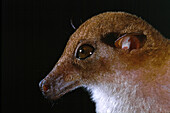 Long-tongued nectar bat from Borneo