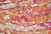 Stomach Cells, LM