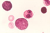Red Blood Cell Development, LM
