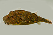 Hairy Pufferfish (Tetraodon baileyi)