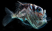 Diaphanous Hatchetfish (Sternoptyx diaphana)