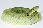 Two-striped Forest Pitviper (Bothriopsis bilineata smaragdina)