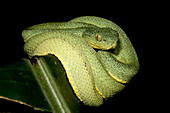 Two-striped Forest Pitviper (Bothriopsis bilineata smaragdina)