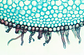 Hosta root hairs, light micrograph