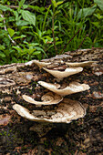 Turkey tail mushrooms