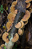 Bracket mushrooms