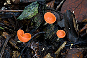 Red cup mushrooms