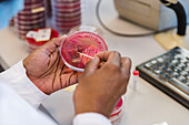 Lab technician selecting bacterial colonies