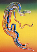 Schistosome fluke worms mating, illustration
