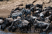 Zebras and wildebeest on river bank