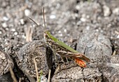 Male stripe-winged grasshopper